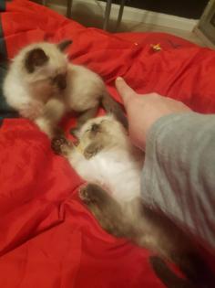 Reinrassige Balinesische Siam Kitten Langhaar Selten
