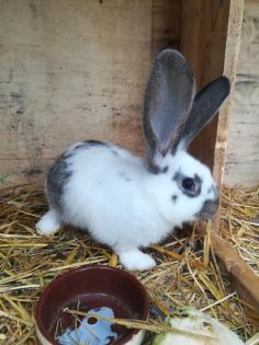Riesen Schrecke bock jungtier