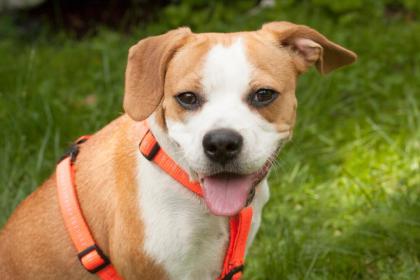 AMY BEE - Beagle-Mix - 1 Jahr - Tierhilfe-Franken e. V.