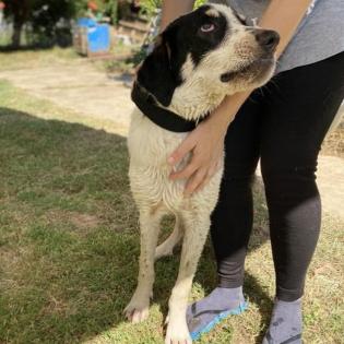 Thor - ein passender Hund für aktive Menschen