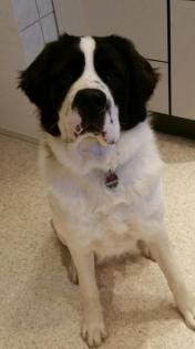 Deckrüde Moskauer Wachhund
