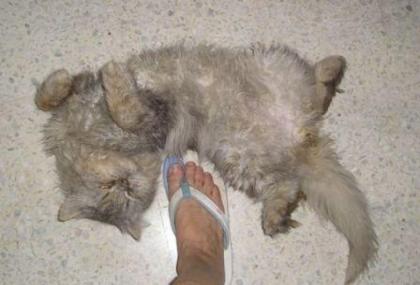 Perserkater zu vermitteln sehr zutraulich