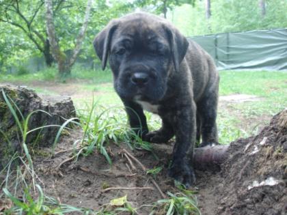 Keine American Bulldog Welen sondern robuste