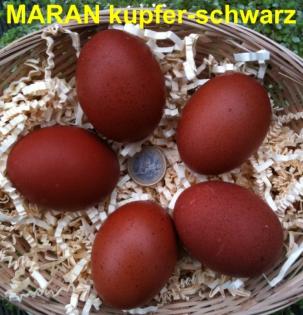 MARAN Bruteier frisch und dunkelbraun