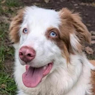 VIANIA - Australian Sheperd - 11 Monate - Tierhilfe-Franken e. V.
