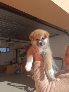 Japanische Akita Inu welpen