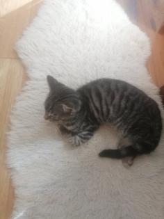 Drei Katzenmädchen abzugeben