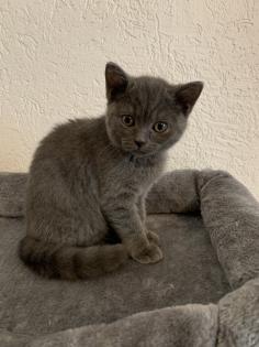 BKH Kitten suchen ein liebevolles zu Hause