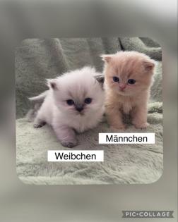 Perserkitten mit Nase