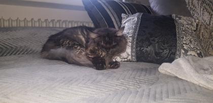 Reinrassige Maine Coon Kitten suchen ihren Dosenöffner