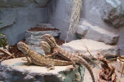 1. 2 Zwergbartagame mit Terrarium