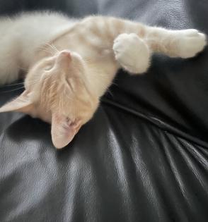 Kater abzugeben europäische Kurzhaar