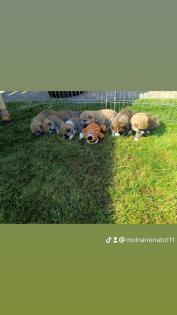 Japanische Akita Inu welpen