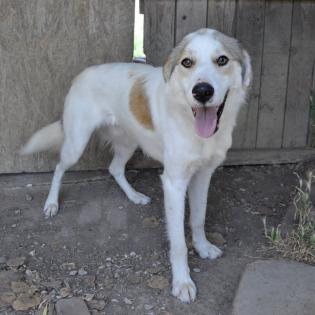 Balu sucht ein Zuhause