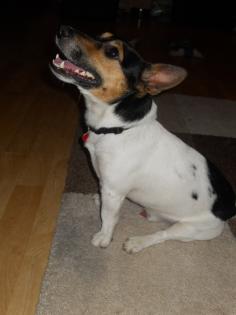 Kinderlieber Familien Hund Jack Russell