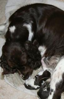 Springer Spaniel Welpen Springer Nest Kennel