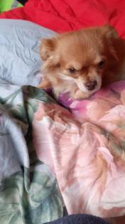 Chihuahua Welpen ab November 21 ab zu geben