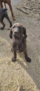4 Rhodesian Ridgeback x Magyar Vizsla Welpen
