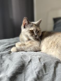 BKH Deckkater kein Verkauf