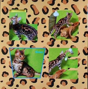 Exklusiver und pfiffiger Bengal Kater Donat Rosetten Eyecatcher unkastriert