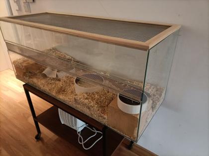 Wüstenrennmaus mit Terrarium