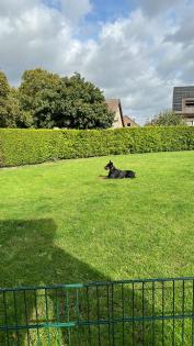 Dobermann Rude 3 Jahre alt