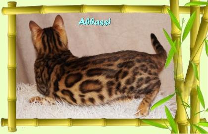 Bengal Kater sehr pfiffig keck und immer fröhlich sucht ein tolles Zuhause