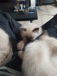 Reinrassige Balinesische Siam Kitten Langhaar Selten