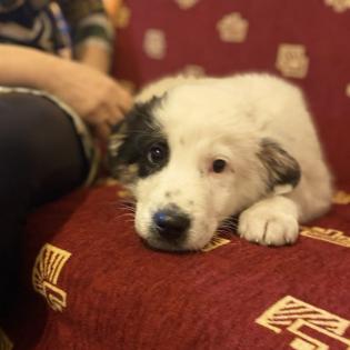 Orestes / Status sucht ein Zuhause