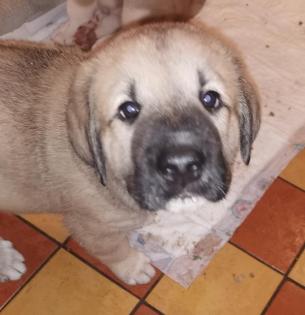 Kangal - Mischlings - Wachhund Welpen