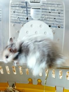 Weingasse teddyhamsterbabys