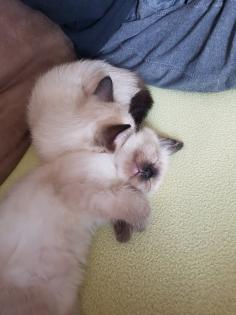 Reinrassige Balinesische Siam Kitten Langhaar Selten