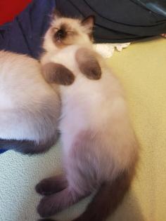 Reinrassige Balinesische Siam Kitten Langhaar Selten