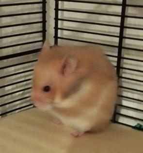 Reinrassig Teddyhamster Babys