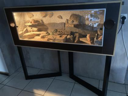 Terrarium mit drei Leopardgeckos abzugeben