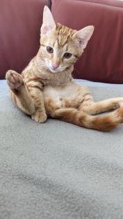 EKH Kitten 4 Monate