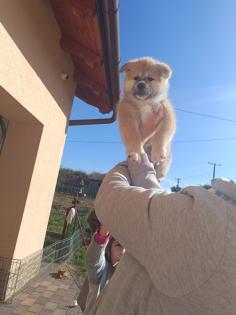 Japanische Akita Inu welpen