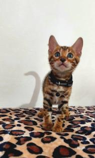 Bengal katze Baby Katzen