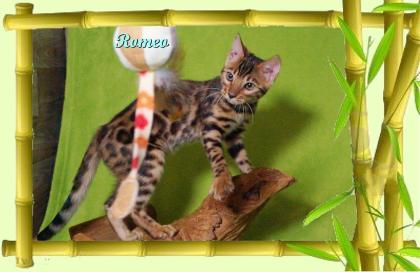 Exklusiver und pfiffiger Bengal Kater Donat Rosetten Eyecatcher unkastriert
