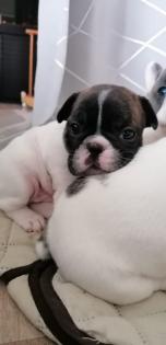 Süße Französische Bulldoggen Welpen
