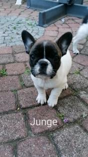 Süße Französische Bulldoggen Welpen