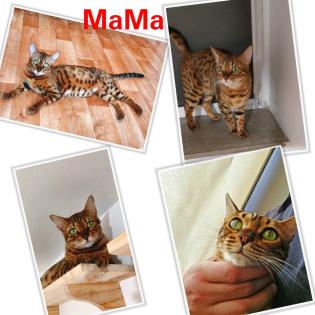 Bengal katze Baby Katzen