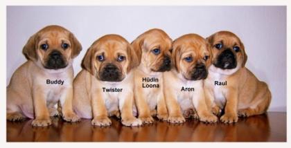 Pugglewelpen nur noch 4 zu haben