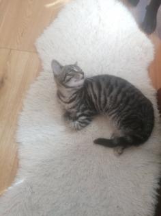 Drei Katzenmädchen abzugeben