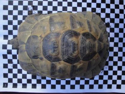 2 maurische Landschildkröten Testudo graeca ibera Frühbeet