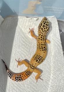 Leopardgecko 1. 0