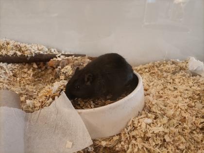 Wüstenrennmaus mit Terrarium