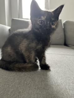 Siam/Bkh Mix Kitten Babys