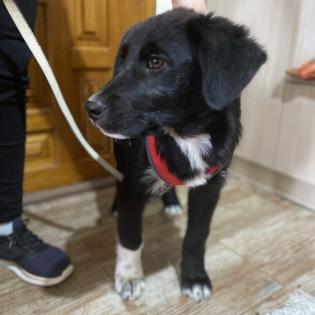 Blackie / Status sucht ein Zuhause