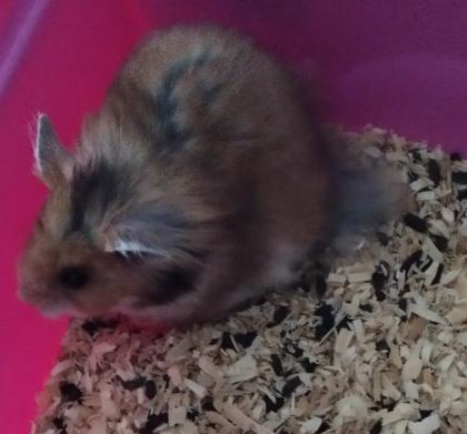 Reinrassig Teddyhamster Babys